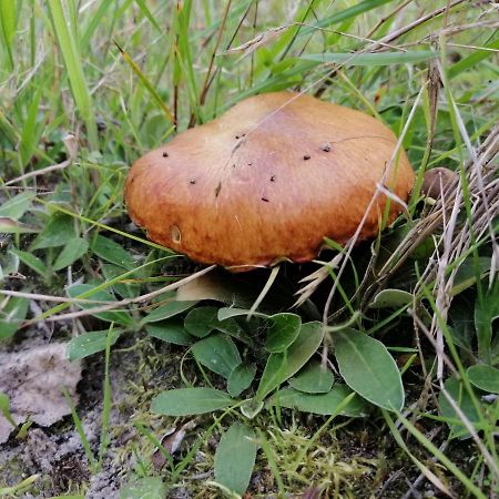 Agroturystyka Pod Dobrymi Skrzydlami Wiski Exteriér fotografie