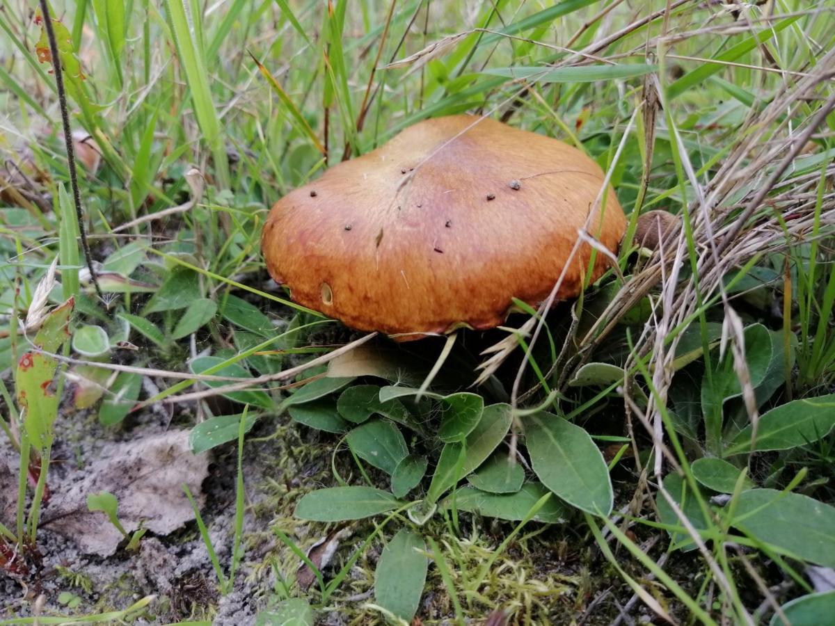 Agroturystyka Pod Dobrymi Skrzydlami Wiski Exteriér fotografie